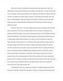 Stem Cells Essay