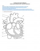 Bio 200 Lymphatic