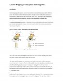 Genetic Mapping of Drosophila Melanogaster